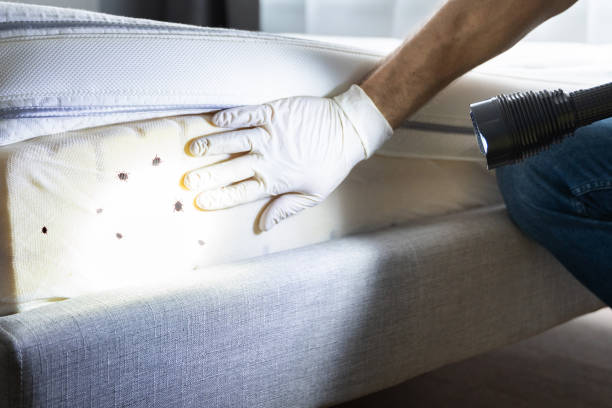 Best Pest Control Treatment  in League City, TX