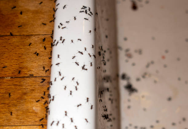 Best Exterminator Services  in League City, TX
