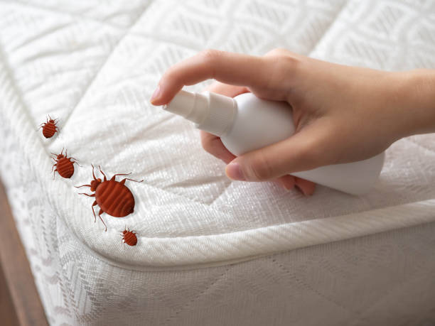 Best Flea Control Services  in League City, TX