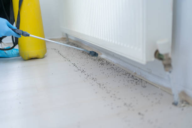 Best Cockroach Control Services  in League City, TX
